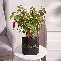 Sivh Jota Plant (Acalypha hispida)