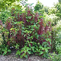 Sivh Jota Plant (Acalypha hispida)