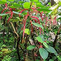 Sivh Jota Plant (Acalypha hispida)