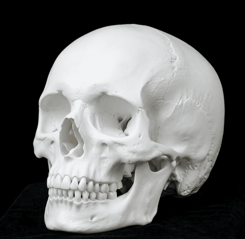 Skull
