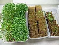 Germination Paper per kg