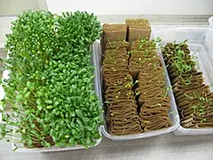 Germination Paper per kg