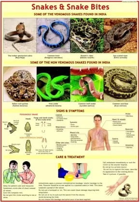 Snakes and Snake Bite chart