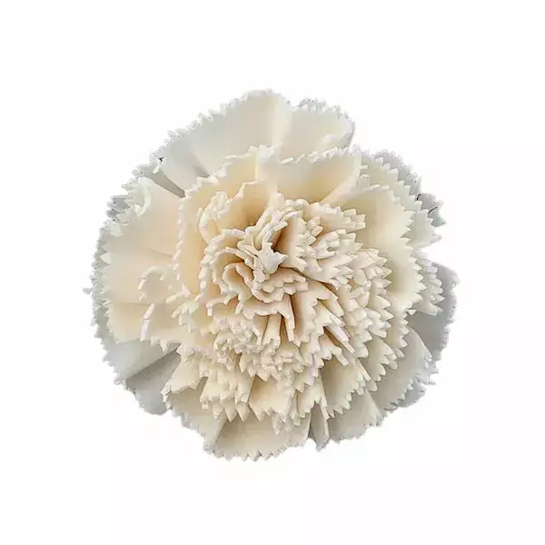 Beautiful sola carnation flower in soft natural hues for bouquets, décor, and crafts
