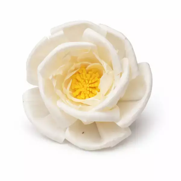 Sola Pollen Bird Rose