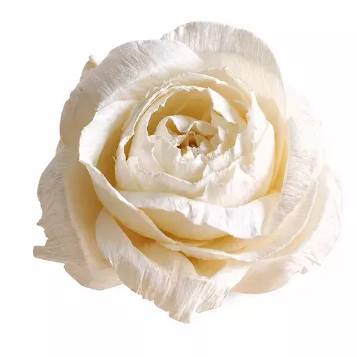 White sola ranunculus rose dry flowers single bloom for decor, handmade boho floral by leafndeor