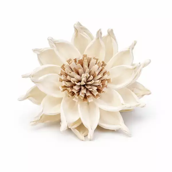 Sola Whistle Flower