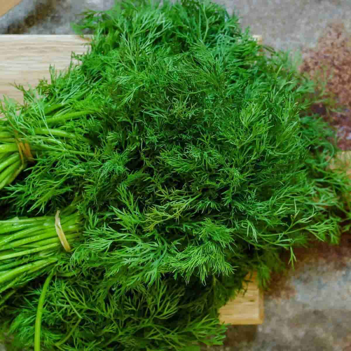 SOYA LEAVES