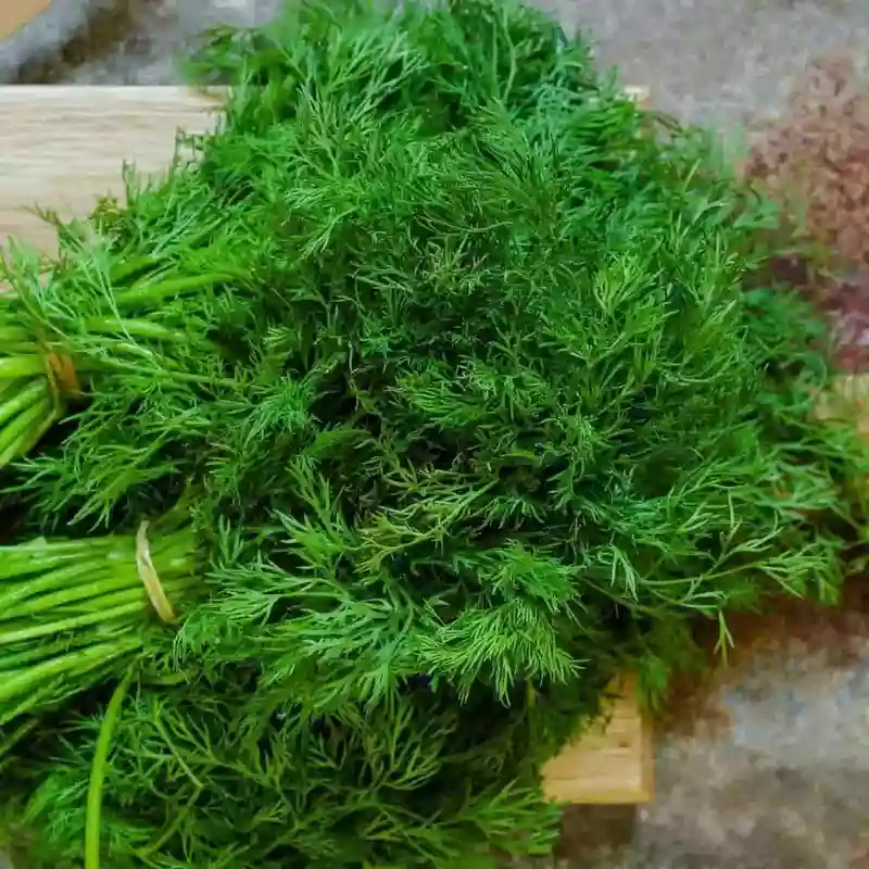SOYA LEAVES