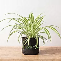Spider Plant (Chlorophytum comosum)