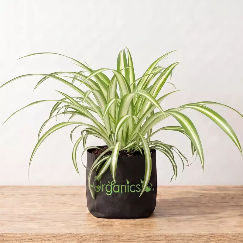 Spider Plant (Chlorophytum comosum)