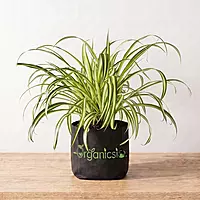 Spider Plant (Chlorophytum comosum)