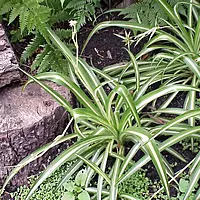 Spider Plant (Chlorophytum comosum)