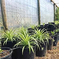 Spider Plant (Chlorophytum comosum)