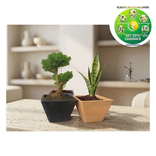 Rufwood Square Plastic Plant Pot | 4 Inch | Indoor & Decorative Planter