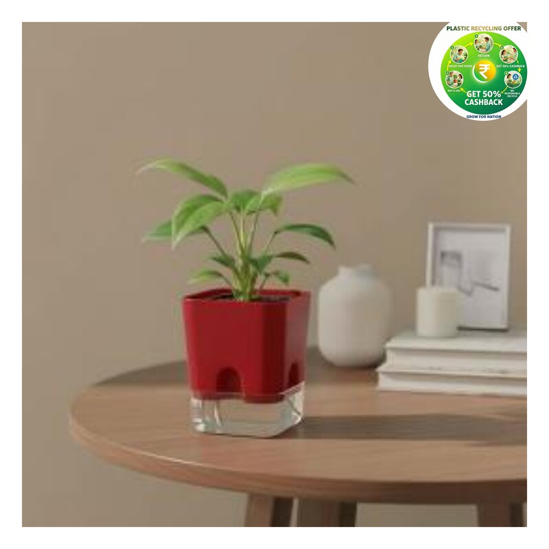Square Self-Watering Planter | 4 Inch Premium Desktop Pot (Red)