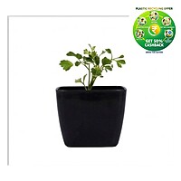 Square Plastic Plant Pot | Indoor & Decorative Planter |3 Inch