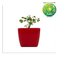 Square Plastic Plant Pot | Indoor & Decorative Planter |3 Inch