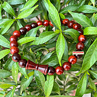 8mm Red Sandalwood Lal Chandan Shiv Damru Bracelet