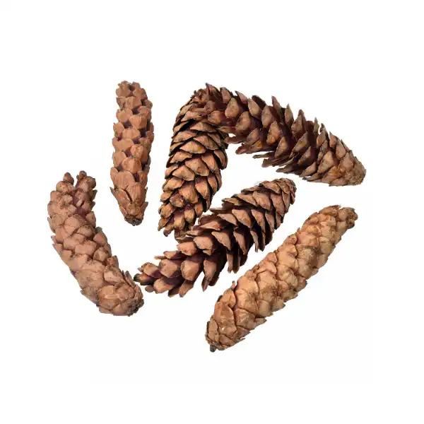 Storbus pine cone for dried exotic décor and craft