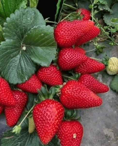 STRAWBERRY (BOX 200 GMS)