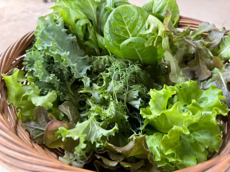 Salad Mix (Summer/Autumn Mix) 250gms
