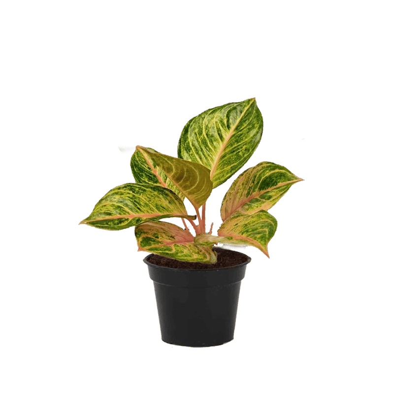 Aglaonema Susan