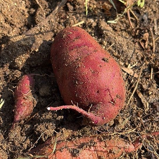 Sweet Potato Purple