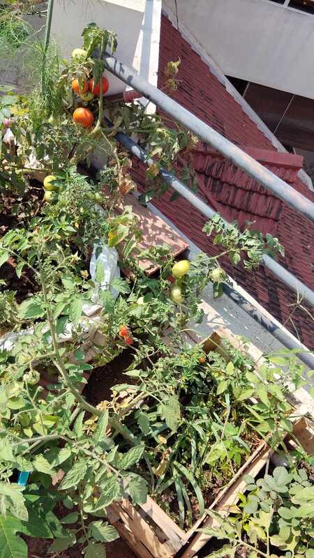 The Fearless Woman's Sweet Homestay RR Nagar Bangalore