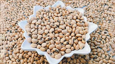 காராமணி /வெள்ளை தட்டைப்பயறு(BLACK EYED BEAN)