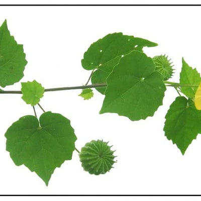 THUTHI ILAI / INDIAN MALLOW LEAF POWDER