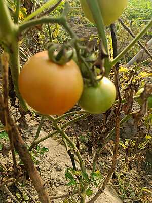 Tomato