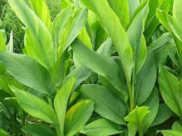 Turmeric leaves - 10 piece