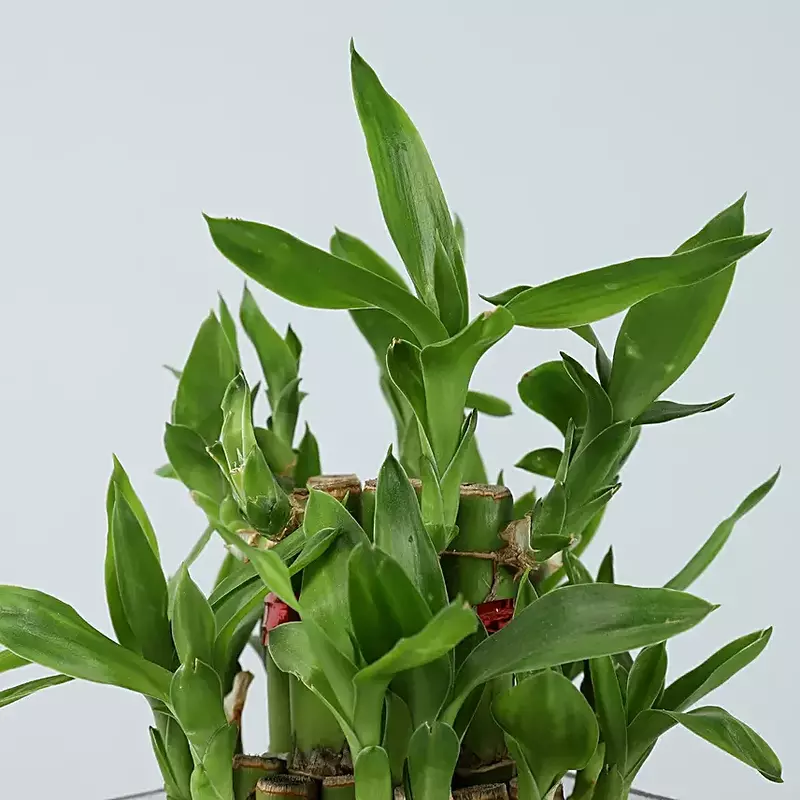 elebrate the spirit of Diwali with this elegant Lucky Bamboo plant