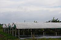 Polyhouse & Protected Cultivation Subsidy Support