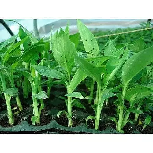 Nendran Primary Hardening Plants