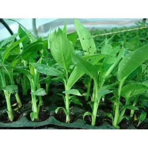 Nendran Primary Hardening Plants