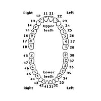 API Typodont Teeth Set with Screw