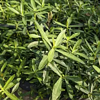 Ponnaganti Plant, Indian Ponnanganni Keerai, పొన్నగంటికూర