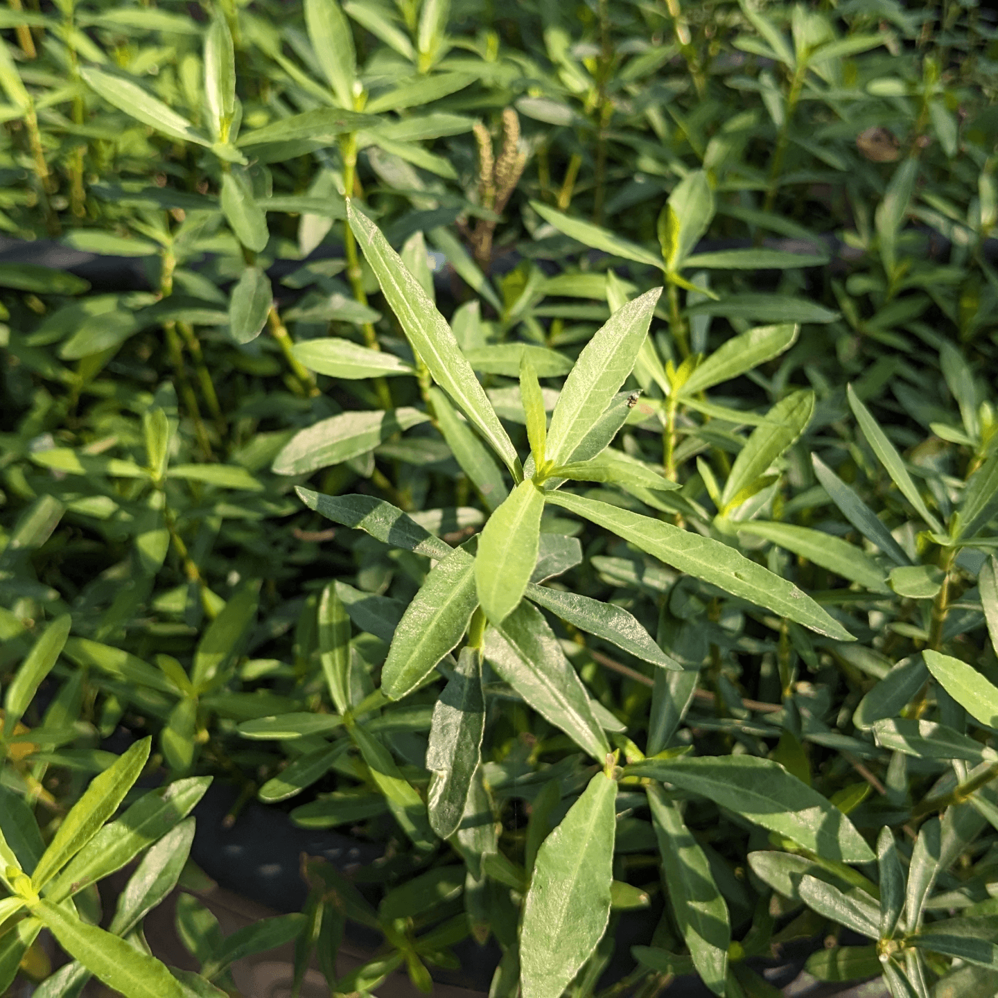 Ponnaganti Plant, Indian Ponnanganni Keerai, పొన్నగంటికూర