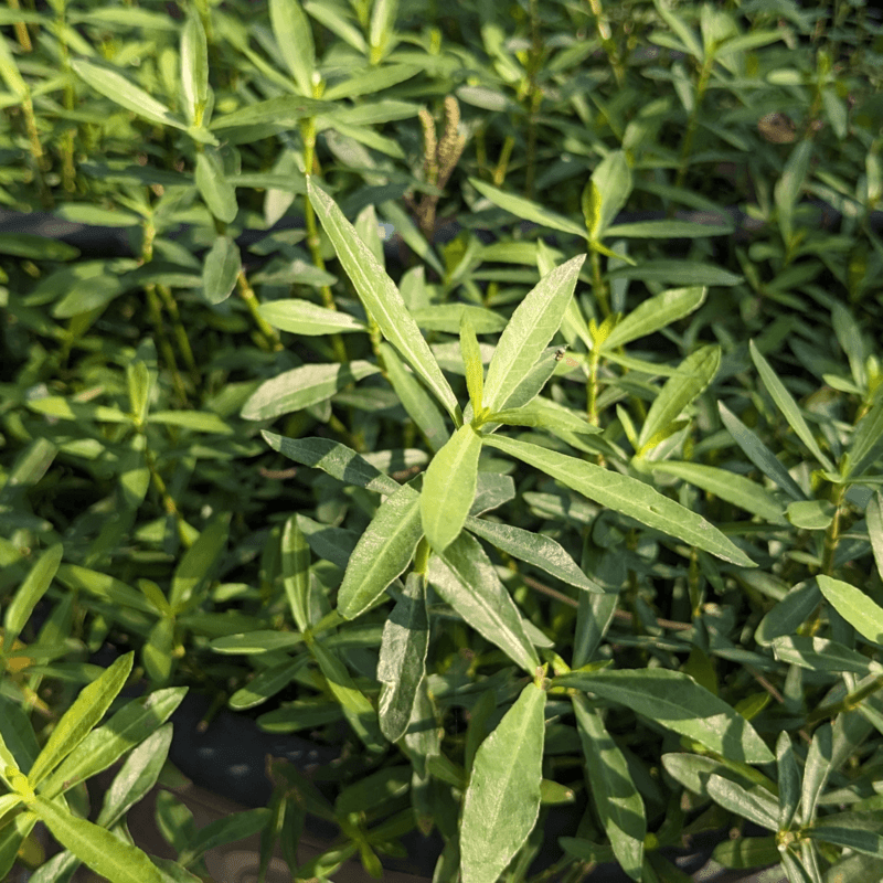 Ponnaganti Plant, Indian Ponnanganni Keerai, పొన్నగంటికూర