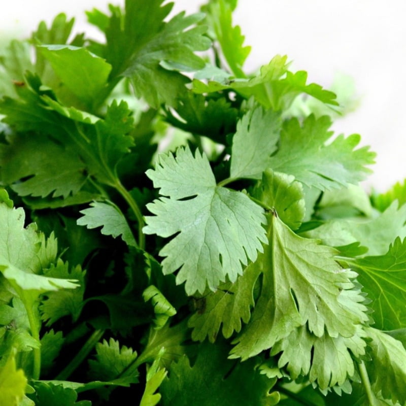 Coriander Seeds ధనియాలు విత్తనాలు Dhaniya (100gms, 500gms, 1kg)