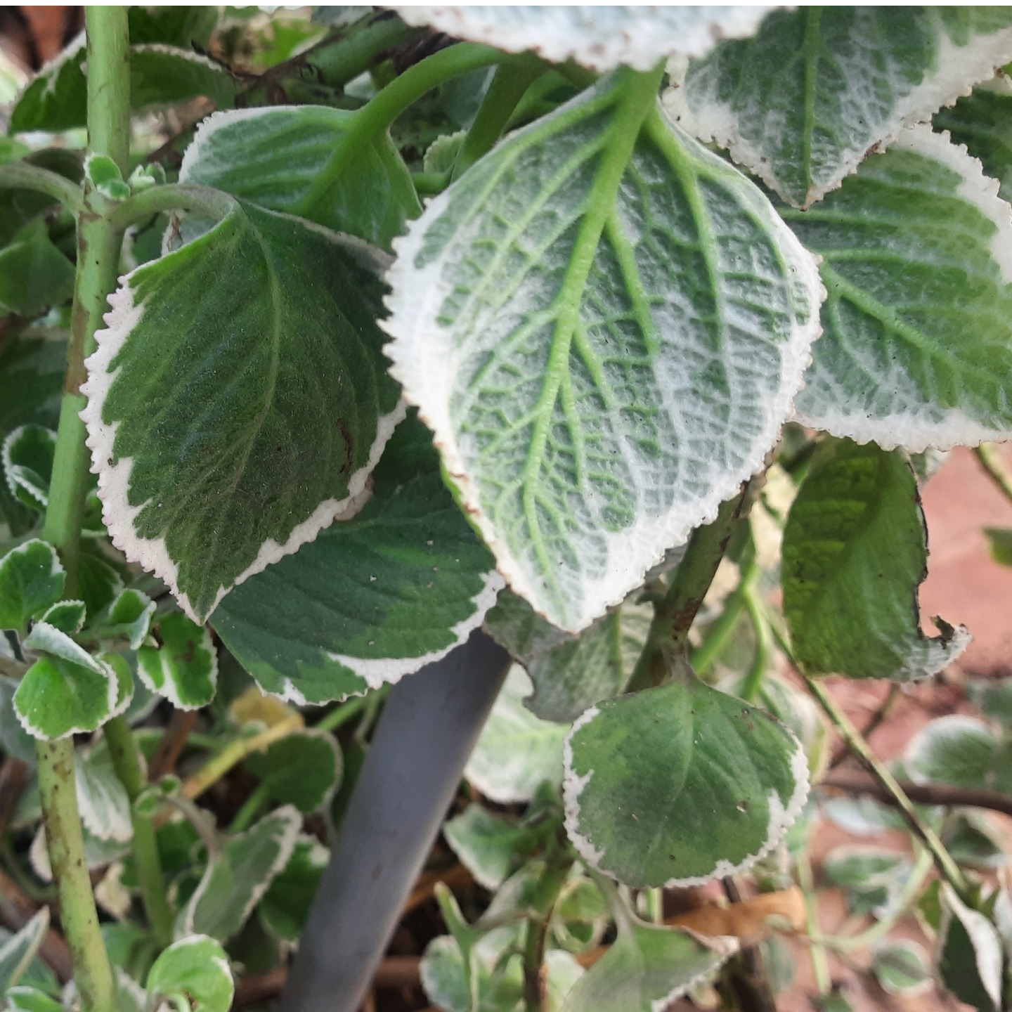Cuban oregano or Mexican mint or Spanish thyme Plant cutting (మెక్సికన్ వాము ) (1 cut, 2cuts)