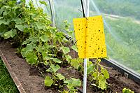 Integrated Pest & Disease Management (IPDM) in Polyhouse Training