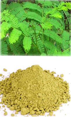 VAADHNARAYANAN ILAI / WHITE GULMOHAN LEAF POWDER