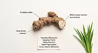 Vayambu root identification guide showing knobbly nodes