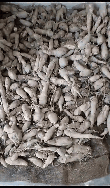 ఆగాకర దుంపలు (అడవి కాకర) Agakara Spine Gourd Boda Kakara 1 set