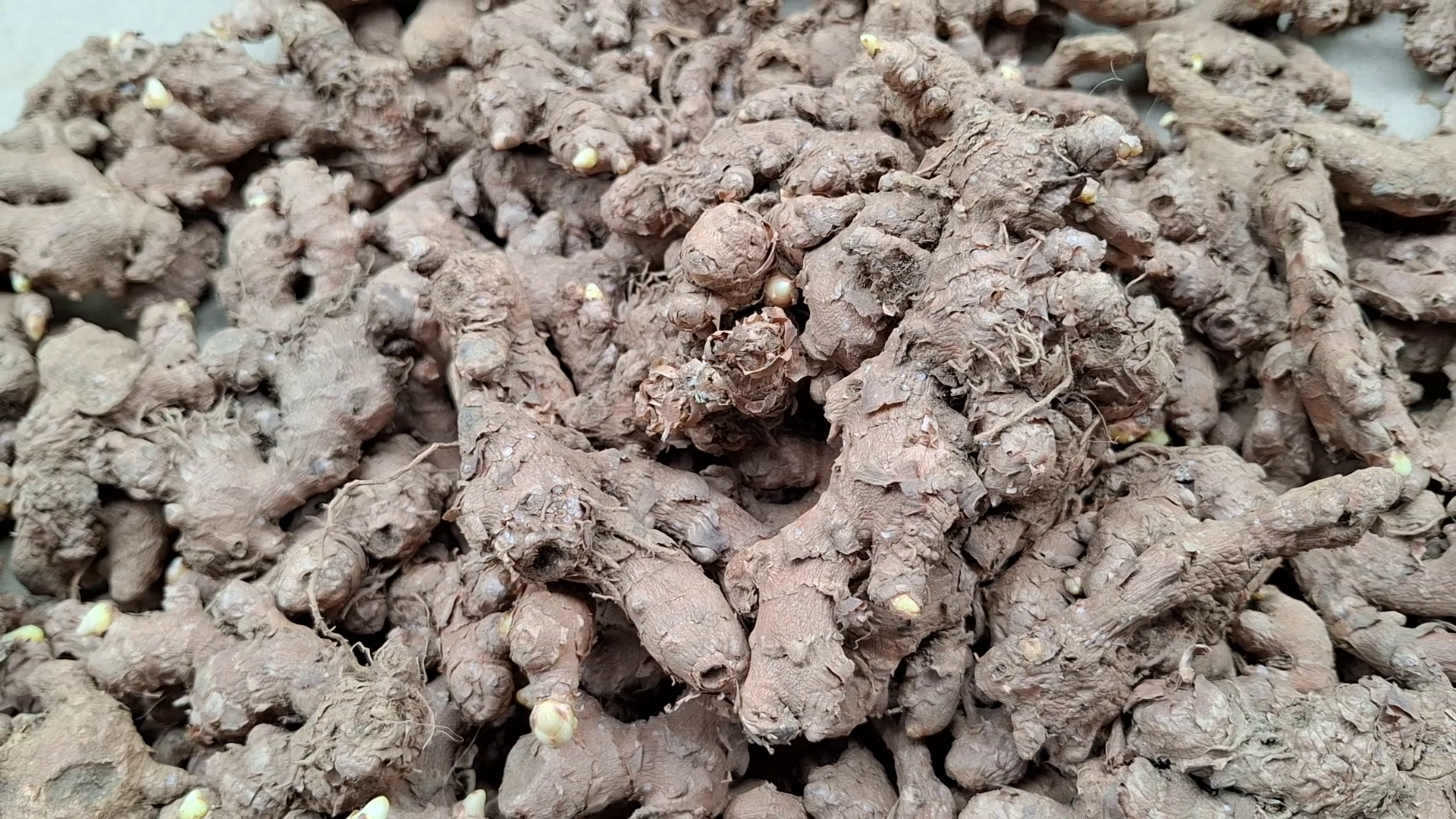 Ing Makhir Ginger (Highest Gingerol content) 100gms | 250gms | 500gms | 1Kg