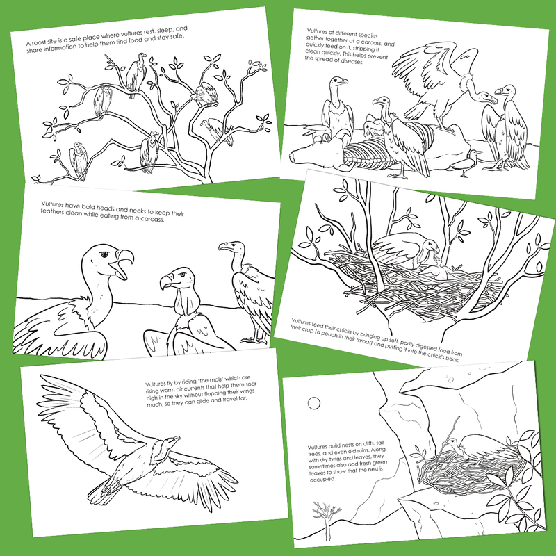 Vulture Colouring Cards set of 6
