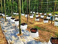 Hydroponics & Soilless Cultivation Systems Training